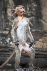 Funny Monkey standding.	