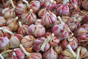 Bulbs of garlic for sale in Morocco 