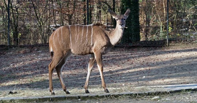 Kudu - Tragelaphus strepsiceros