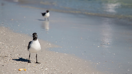 naples beach florida