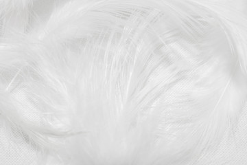 Obraz premium White feathers on white background for design