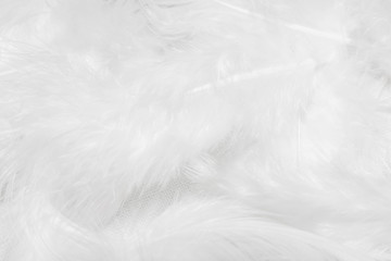 White feathers on white background for design