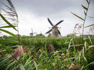windmills in cloudy sky with reeds on a water canal in Kinderdijk Netherlands