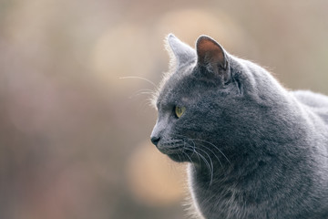 Chat gris en extérieur 