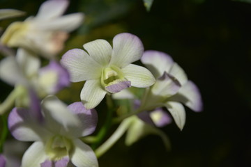 white orchid with pale violet petal under sunlight with dark background.