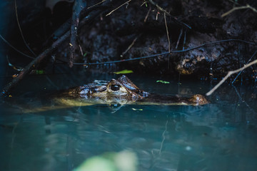 Kaiman im Fluss von Costa Rica