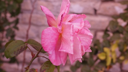 flowers in garden