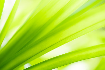 Nature of green leaf in garden at summer. Natural green leaves plants using as spring background cover page greenery environment ecology wallpaper