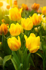 colorful tulips in morning garden