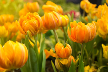 colorful tulips in morning garden