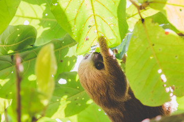 Faultiere in Costa Rica im Regenwald
