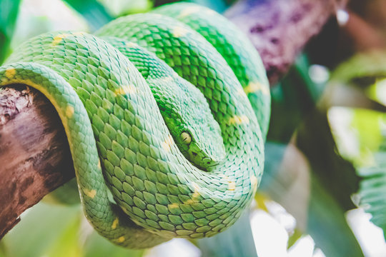 Gr&uuml;ne Hundskopfboa - Corallus caninus in Costa Rica