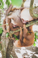 Faultiere in Costa Rica im Regenwald