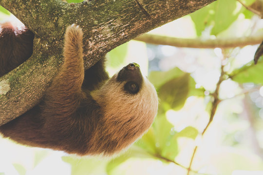 Faultiere in Costa Rica im Regenwald