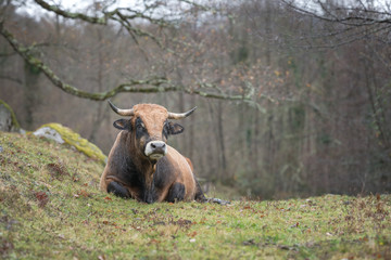 taureau marron et noir