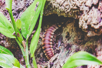 Centipede - Skolopender im Dschungel von Costa Rica