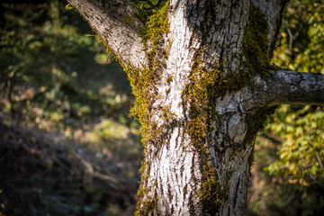 Cracked bark of the old tree overgrown with green moss in autumn forest. Selective focus. Azerbaijan