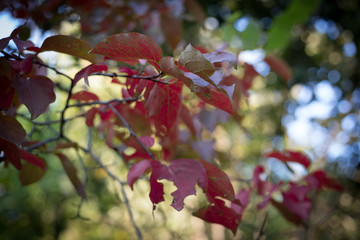 Fall scene. Beautiful Autumnal park. Leaves Forest path in autumn.