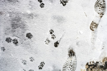 Human and cat footprints on snow, top view