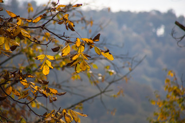 Forest trees in Autumn. Scenery with rays of warm light . Azerbaijan