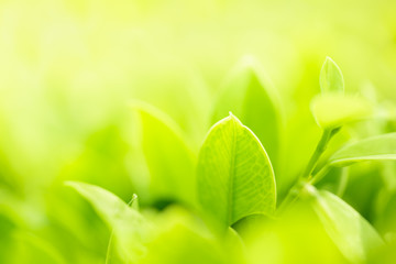 Nature of green leaf in garden at summer. Natural green leaves plants using as spring background cover page greenery environment ecology wallpaper