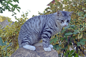 Gatti che giocano nel verde. Gatto tigrato e bianco e nero. Cuccioli di gatto che giocano