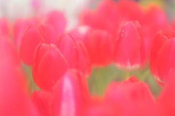 赤いチューリップ