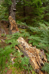 Fallen tree trunk on the forest floor