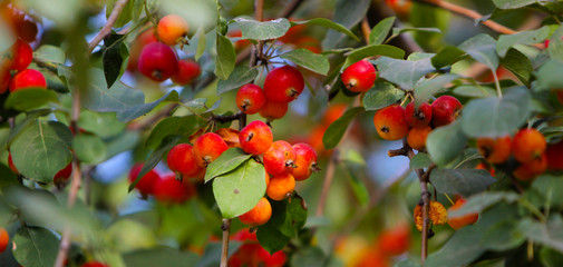 Natural background of ripe red apples on branches with green leaves. The concept of the orchard in the open air. The texture of the fruit. Horizontal image. Copy space.