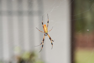 Golden Orb Weaver Spider