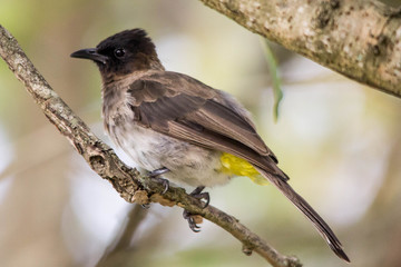 Fototapeta premium dark capped bulbul perchered on a branch