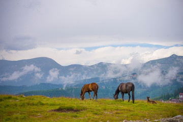 Fototapeta na wymiar Horses on a meadow