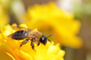 bee collects nectar from yellow flowers close-up
