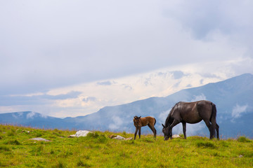 Fototapeta na wymiar Mother horse and foal in the mountains