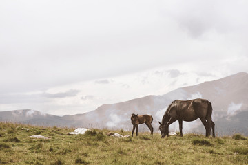 Mare and foal on a mountain top