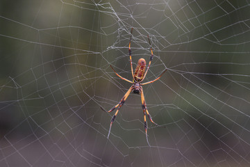 Golden Orb Weaver Spider