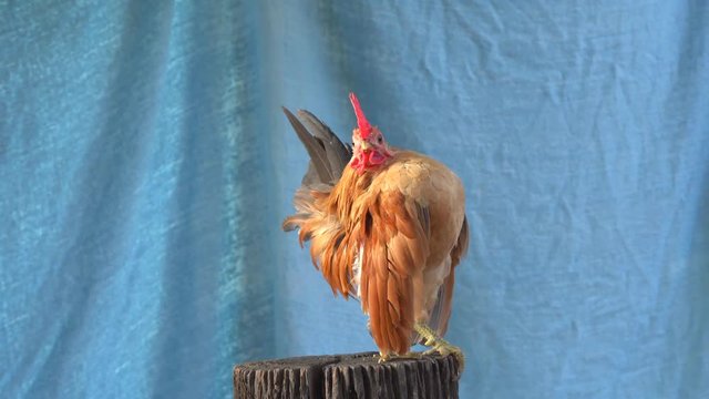 The serama or the malaysian serama are poses on the timber on a white background.