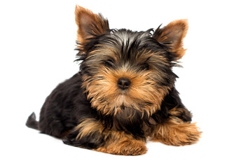 cute yorkshire terrier puppy