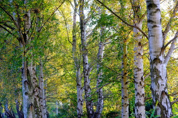 Obraz premium Brzozy jesienią