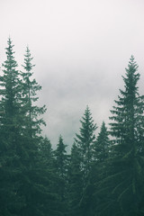 Vertical image of pine trees in the mountains on a foggy day