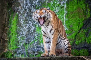 Fototapeta na wymiar Tiger action roar.