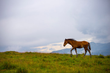 Brown horse walking up a hill in the mountains