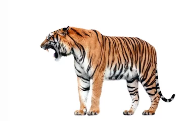 Fotobehang Tiger actie op witte achtergrond. © apple2499
