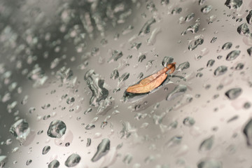 Water and Leaf