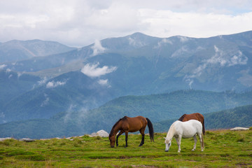 Fototapeta na wymiar Horses grazing in the mountains