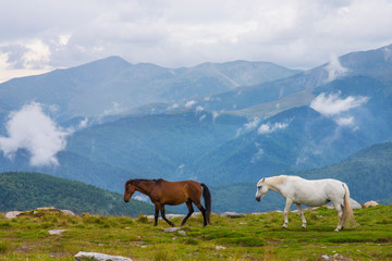 Horses walking in the mountains