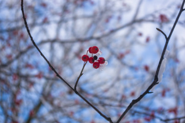 Rowan tree with red berries in the snow