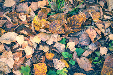 Autumn leaves natural background. Beautiful bright yellow orange green red brown fall nature horizontal background.