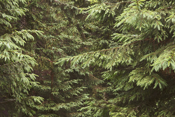 Pine tree branches texture