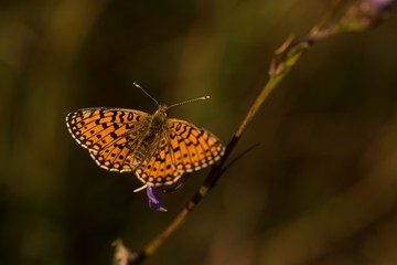 Melitaea athalia